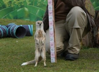 Tierische Inventur im Erlebnis-Zoo Hannover Fuchsmanguste Ivie vor der Messlatte