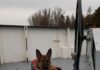 Geretteter Hund Susi