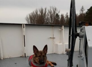 Wasserschutzpolizei findet über Bord gegangenen jungen Hund Geretteter Hund Susi