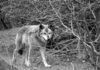 Timberwolf Fluffy