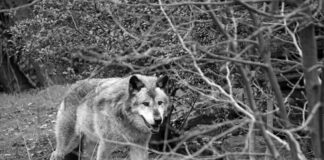Timberwolf Fluffy