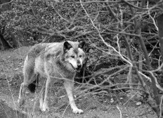 Letzter Timberwolf im Erlebnis-Zoo Hannover mit 15 Jahren gestorben Timberwolf Fluffy