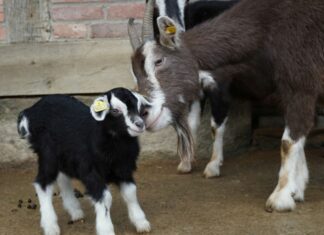 Vierfacher Nachwuchs bei den Thüringer Waldziegen im Erlebnis-Zoo Hannover Ziege Uschi beschnüffelt Liese