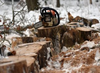 Fällarbeiten auf dem Gelände der IGS Langenhagen Baumsäge - abgesägte Bäume