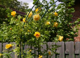 „Die offene Pforte“ 2023: 120 private Gärten laden zum Besuch ein Rosernbogen