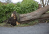 Entwurzelter Baum