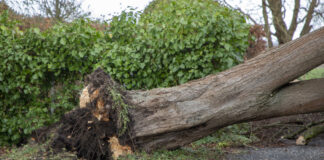 Entwurzelter Baum