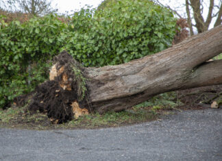 Zugverkehr bei metronom, enno und erixx wird frühestens gegen Abend wieder aufgenommen Entwurzelter Baum