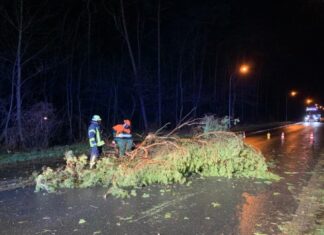 Weitere Einsätze zur Beseitigung von Sturmschäden durch die Ortsfeuerwehr Garbsen umgestürzter Baum in Garbsen