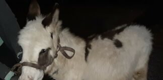 37 Tiere an Bord eines überladenen Kleintransporters entdeckt.