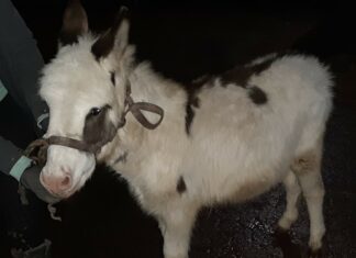 Autobahnpolizei entdeckt 37 Tiere an Bord eines überladenen Kleintransporters 37 Tiere an Bord eines überladenen Kleintransporters entdeckt.