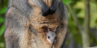 Sumpfwallaby-Jungtier