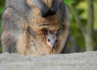 Freude über Nachwuchs bei den Nacktnasenwombats und Sumpfwallabys im Erlebnis-Zoo Hannover Sumpfwallaby-Jungtier