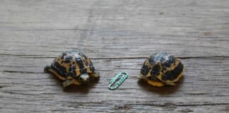 Kleine Hoffnungstraeger - Zwei seltene Madagassische Spinnenschildkroeten sind im Erlebnis-Zoo geschluepft
