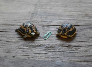 Nachwuchs bei den Madagassischen Spinnenschildkröten im Erlebnis-Zoo Hannover Kleine Hoffnungstraeger - Zwei seltene Madagassische Spinnenschildkroeten sind im Erlebnis-Zoo geschluepft