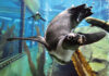Pinguin im Unterwasserflug