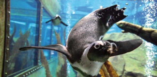 Pinguin im Unterwasserflug