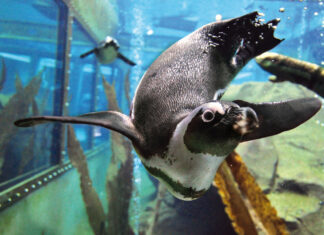 Erlebnis-Zoo öffnet Urwaldhaus und Unterwasserwelt wieder Pinguin im Unterwasserflug