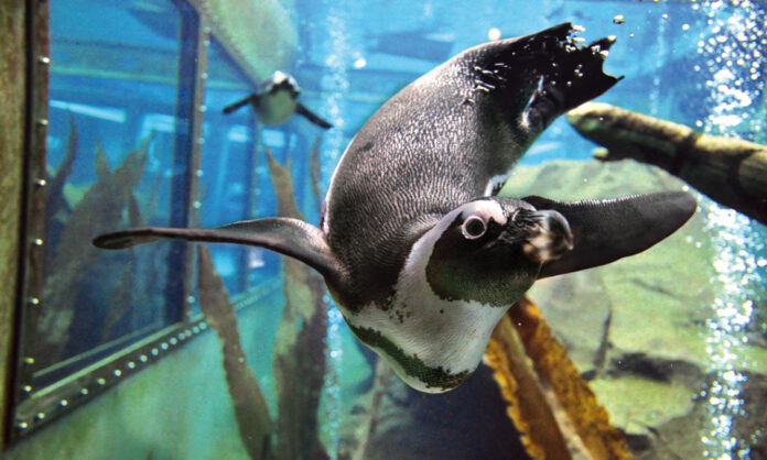 Pinguin im Unterwasserflug