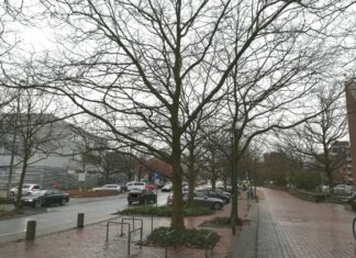 Drei Bäume müssen wegen einer notwendigen Leitungsverlegung vor dem Langenhagener Rathaus weichen Von der Fällung betroffene Platanen in der Konrad-Adenauer-Straße