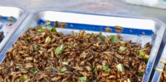 Insekten in Box
