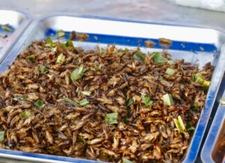 Was steht denn heute auf dem Speiseplan? Insekten? Insekten in Box