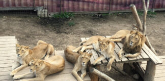 Serengeti-Park rettet Loewen aus der Slowakei
