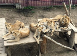 Saisonstart 2022 mit vielen spannenden Neuheiten im Serengeti-Park Hodenhagen Serengeti-Park rettet Loewen aus der Slowakei