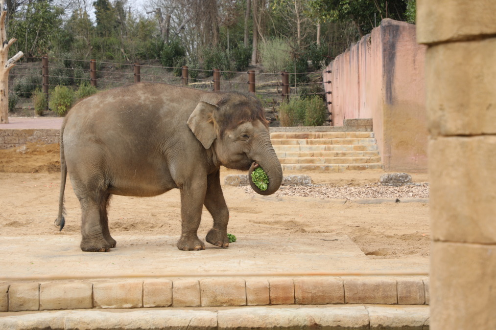 Asiatische Elefanten beziehen die neue Anlage im Erlebnis-Zoo Hannover