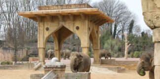 Asiatische Elefanten beziehen die neue Anlage im Erlebnis-Zoo Hannover