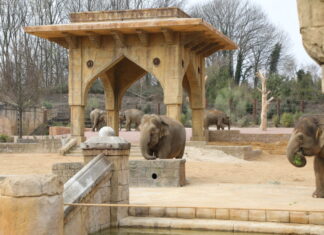 Asiatische Elefanten beziehen die neue Anlage im Erlebnis-Zoo Hannover Asiatische Elefanten beziehen die neue Anlage im Erlebnis-Zoo Hannover
