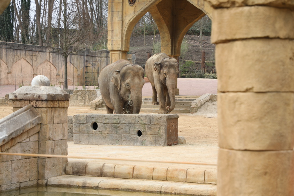 Asiatische Elefanten beziehen die neue Anlage im Erlebnis-Zoo Hannover