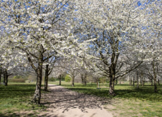 Stadt Hannover feiert Kirschblütenfest am 24. April Kirschblüte auf der "Alten Bult" in Hannover.