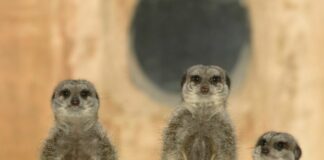 Drei Erdmännchen