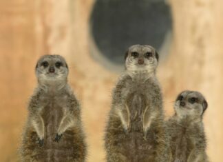 Ab Freitag gilt im Erlebnis-Zoo Hannover: 3G Drei Erdmännchen