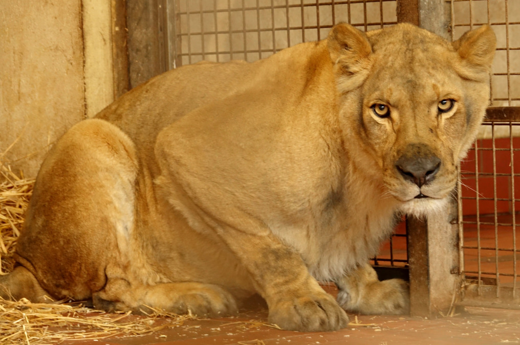 Ankunft der geretteten Löwen im Serengeti Park Hodenhagen