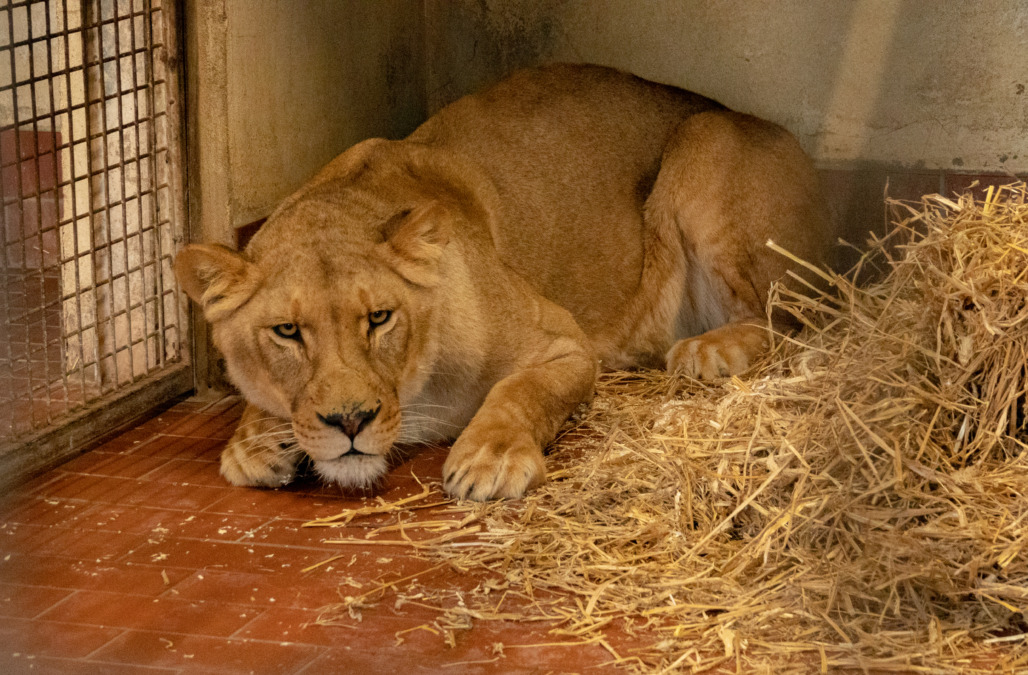 Ankunft der geretteten Löwen im Serengeti Park Hodenhagen