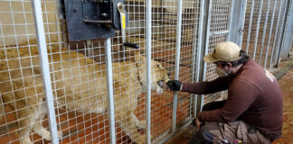 Ankunft der geretteten Löwen im Serengeti Park Hodenhagen