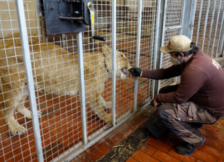 Aus der Slowakei gerettetes Löwenrudel ist im Serengeti-Park angekommen Ankunft der geretteten Löwen im Serengeti Park Hodenhagen