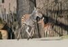 Das Zebrajungtier wagt schon die ersten zaghaften Galoppsprünge