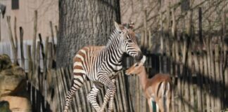 Das Zebrajungtier wagt schon die ersten zaghaften Galoppsprünge