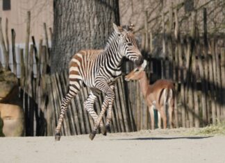 Zebra-Nachwuchs im Erlebnis-Zoo Hannover Das Zebrajungtier wagt schon die ersten zaghaften Galoppsprünge