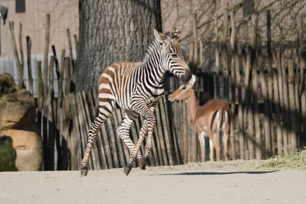 Das Zebrajungtier wagt schon die ersten zaghaften Galoppsprünge