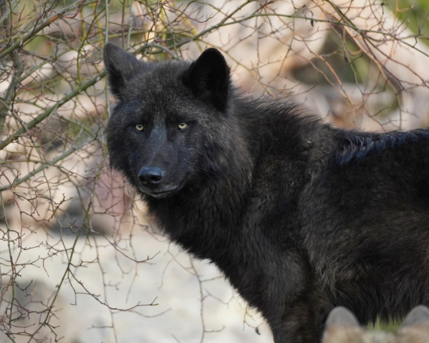 Wolf Drago im Porträt - Erlebnis-Zoo Hannover