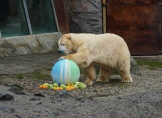 Retzbach Klima Service übernimmt Patenschaft für Eisbär „Sprinter“ im Erlebnis-Zoo Eisbär Sprinter mit dem Logo seines Patenunternehmens Retzbach Klima Service