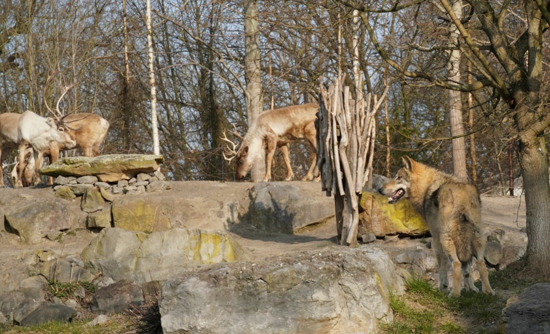 Karibus sind spannende Nachbarn für das neue Wolfsrudel - Erlebnis-Zoo Hannover