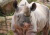 Spitzmaulnashorn Sany im April 2017