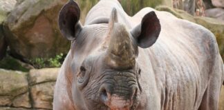 Spitzmaulnashorn Sany im April 2017