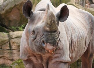 Erlebnis-Zoo Hannover trauert um Sany Spitzmaulnashorn Sany im April 2017