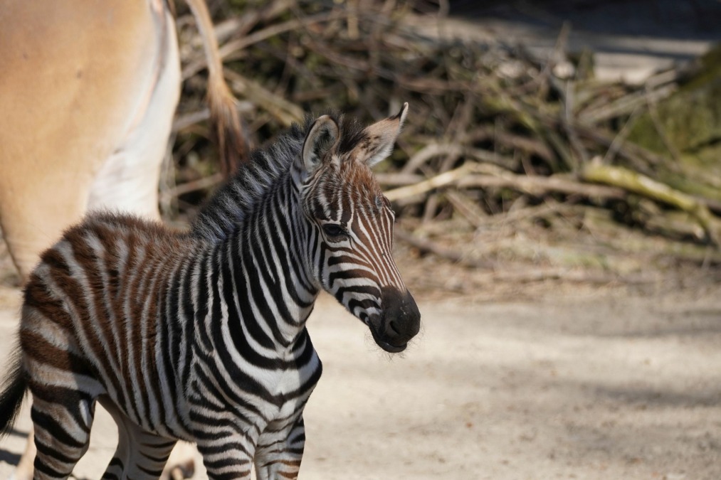 Neugierig - Das junge Zebrafohlen erkundet zum ersten Mal die Steppe